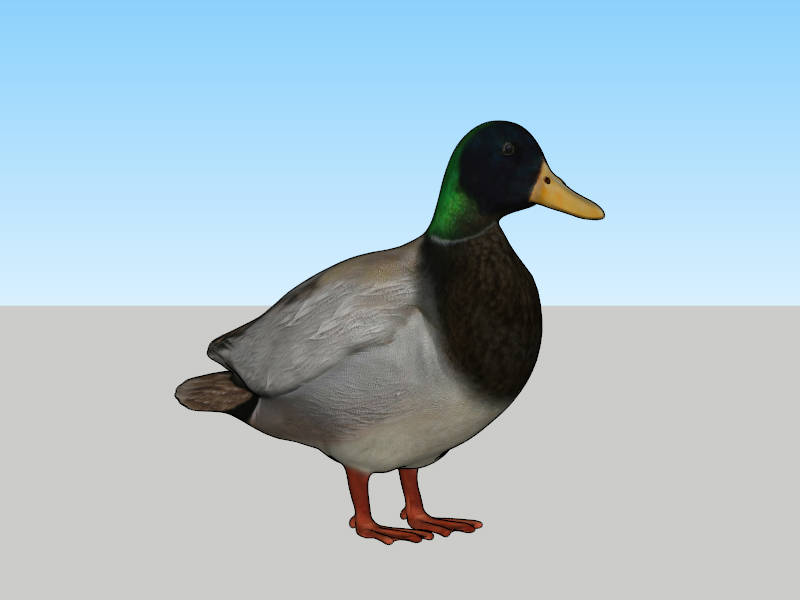 Mallard Duck sketchup model preview - SketchupBox