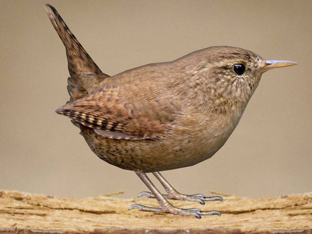 Wren Bird sketchup model preview - SketchupBox