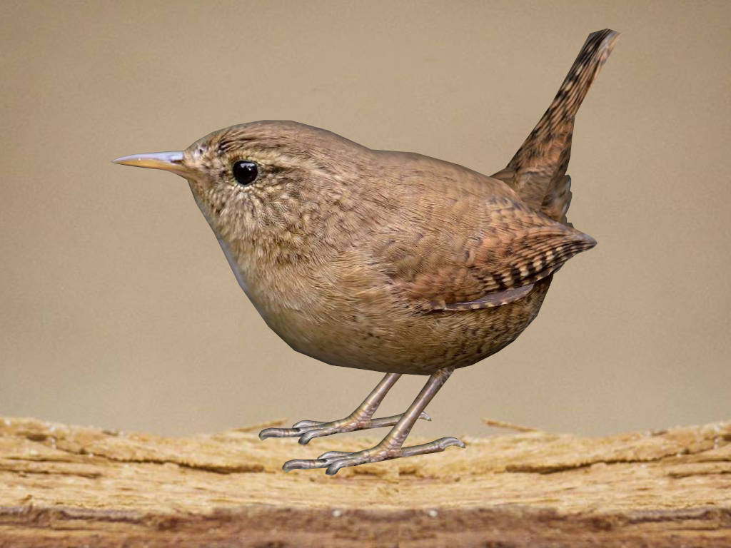 Wren Bird sketchup model preview - SketchupBox