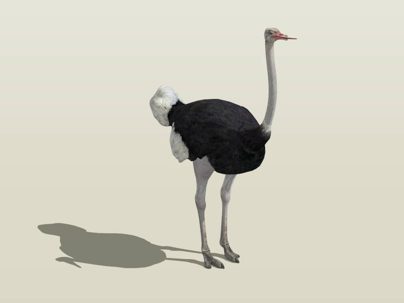 Common Ostrich sketchup model preview - SketchupBox
