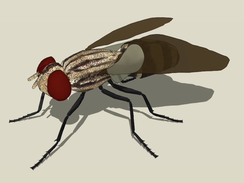 Common Fly sketchup model preview - SketchupBox