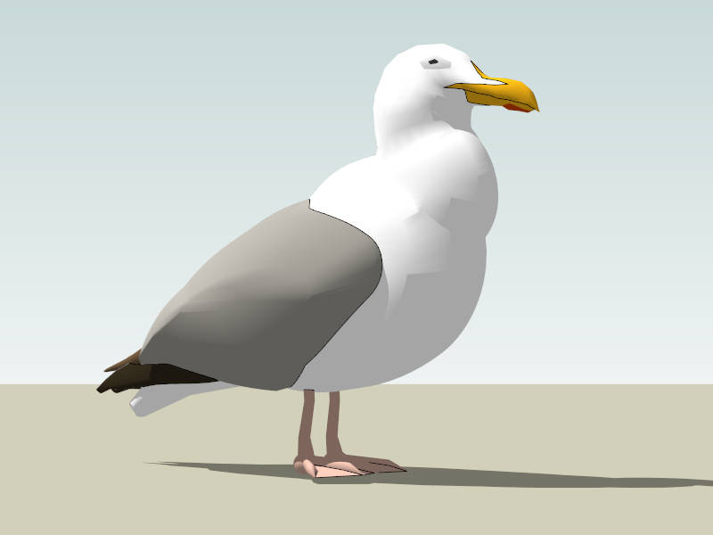 Pacific Gull sketchup model preview - SketchupBox