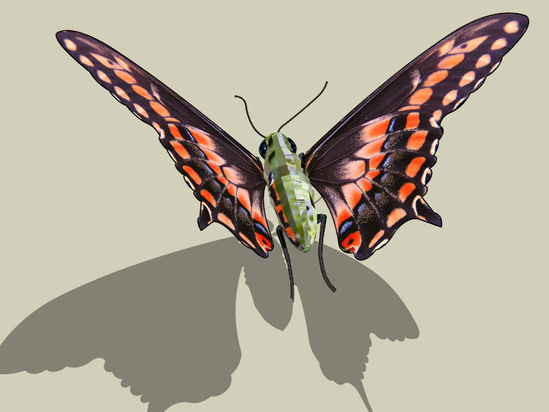 Vanessa Butterfly sketchup model preview - SketchupBox