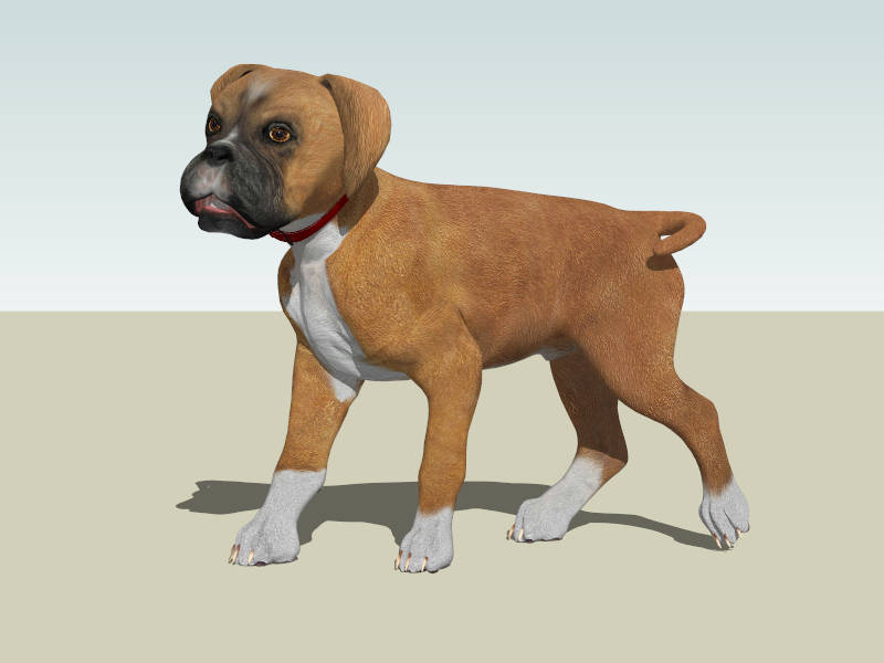 Fawn Boxer Puppy sketchup model preview - SketchupBox