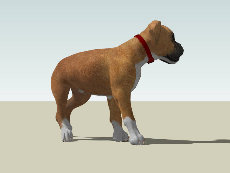 Fawn Boxer Puppy sketchup model preview - SketchupBox