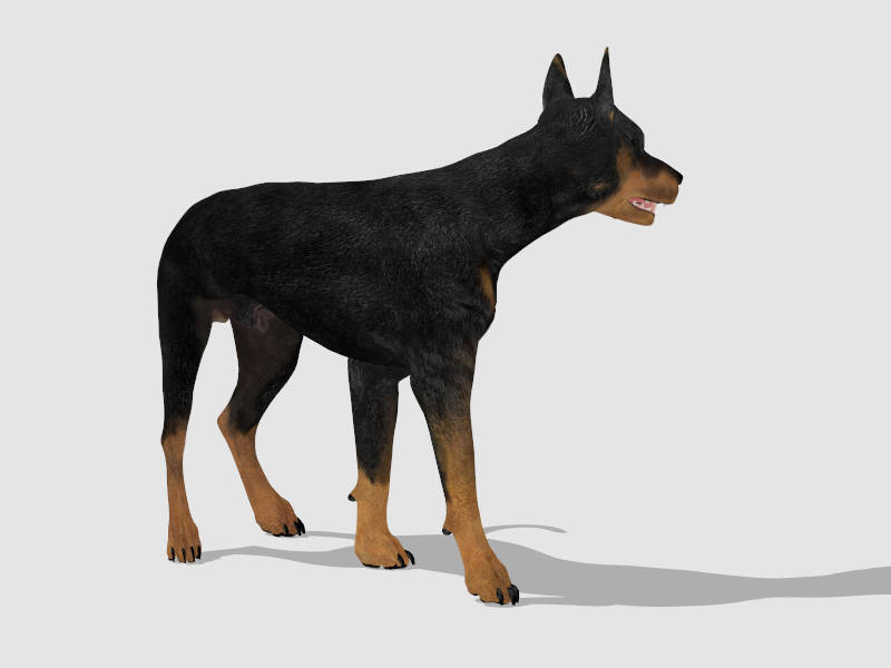 Doberman Pinscher sketchup model preview - SketchupBox