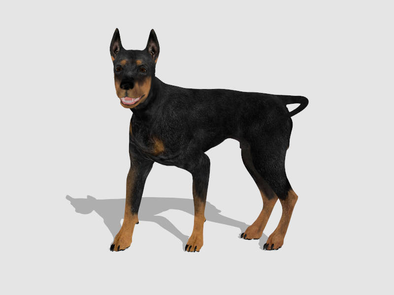 Doberman Pinscher sketchup model preview - SketchupBox