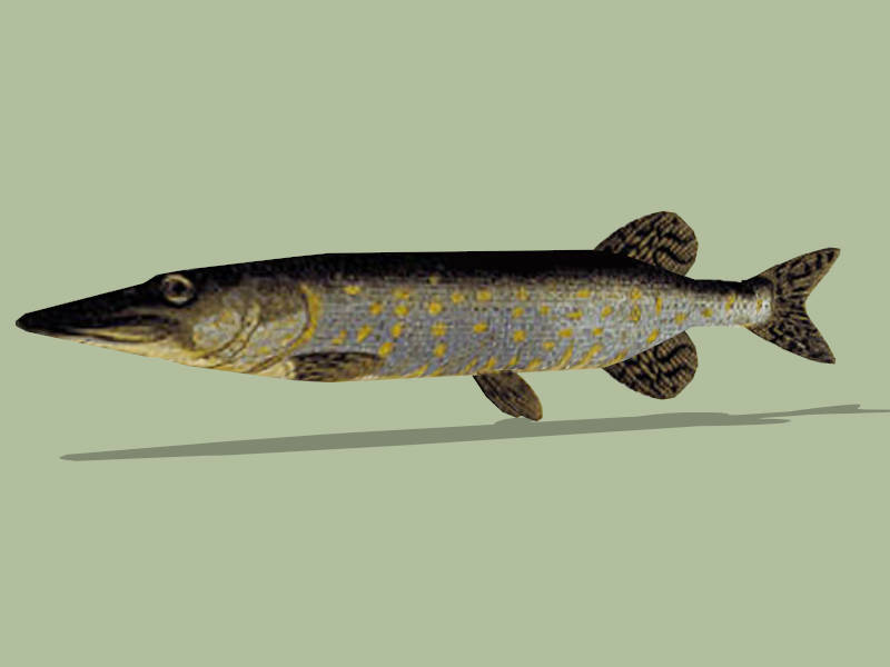 Pike Fish sketchup model preview - SketchupBox