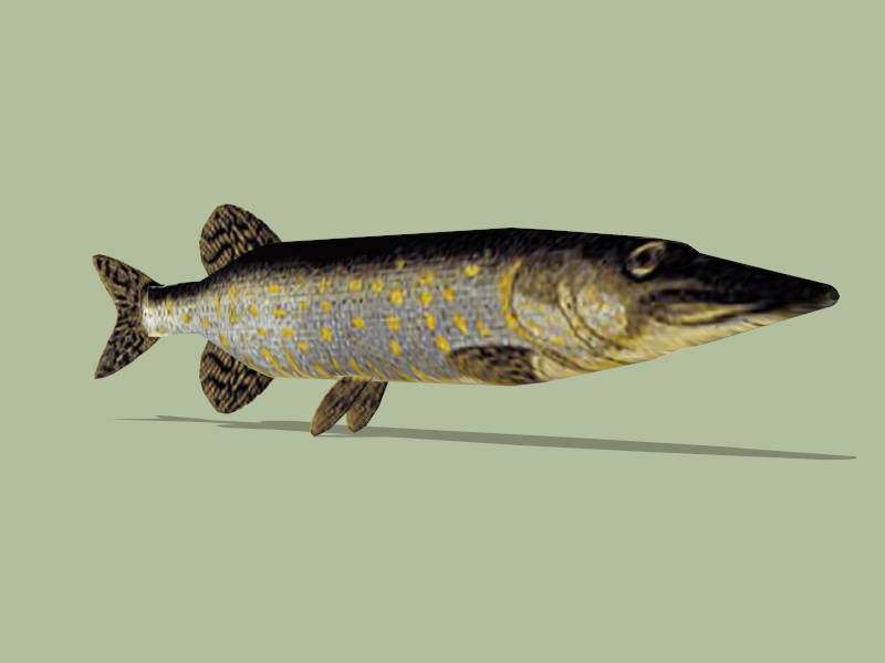 Pike Fish sketchup model preview - SketchupBox