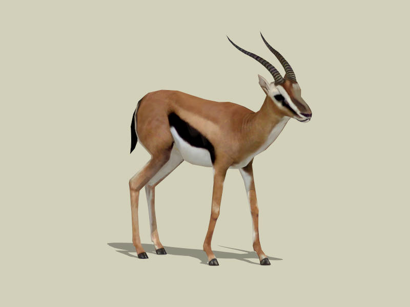 Gazelle Animal sketchup model preview - SketchupBox