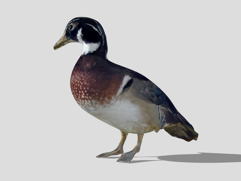 Black Duck sketchup model preview - SketchupBox