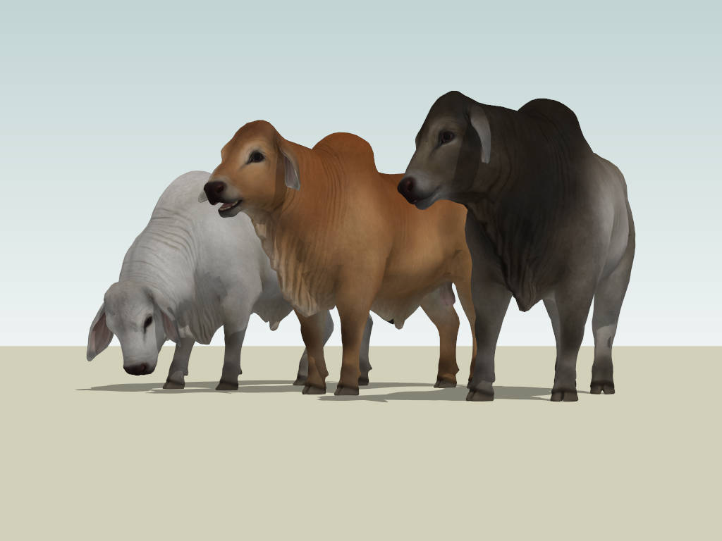 Brahman Cattles sketchup model preview - SketchupBox