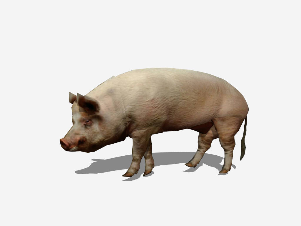 White Pig sketchup model preview - SketchupBox