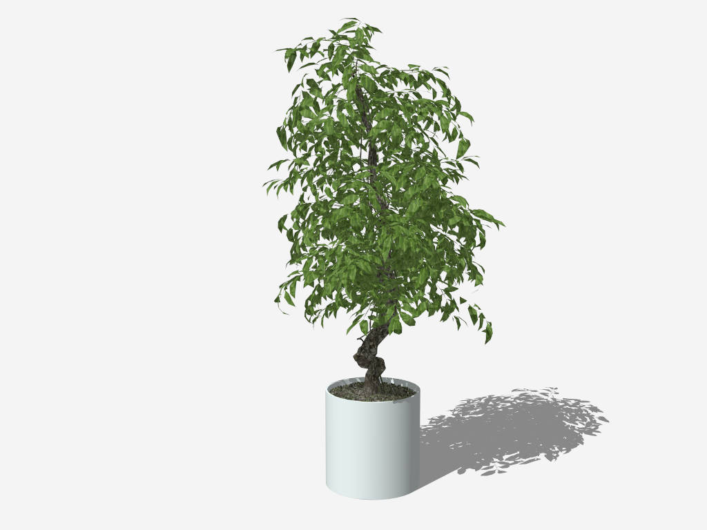 Radermachera Sinica Bonsai sketchup model preview - SketchupBox