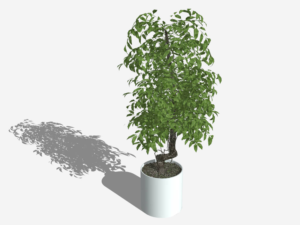 Radermachera Sinica Bonsai sketchup model preview - SketchupBox