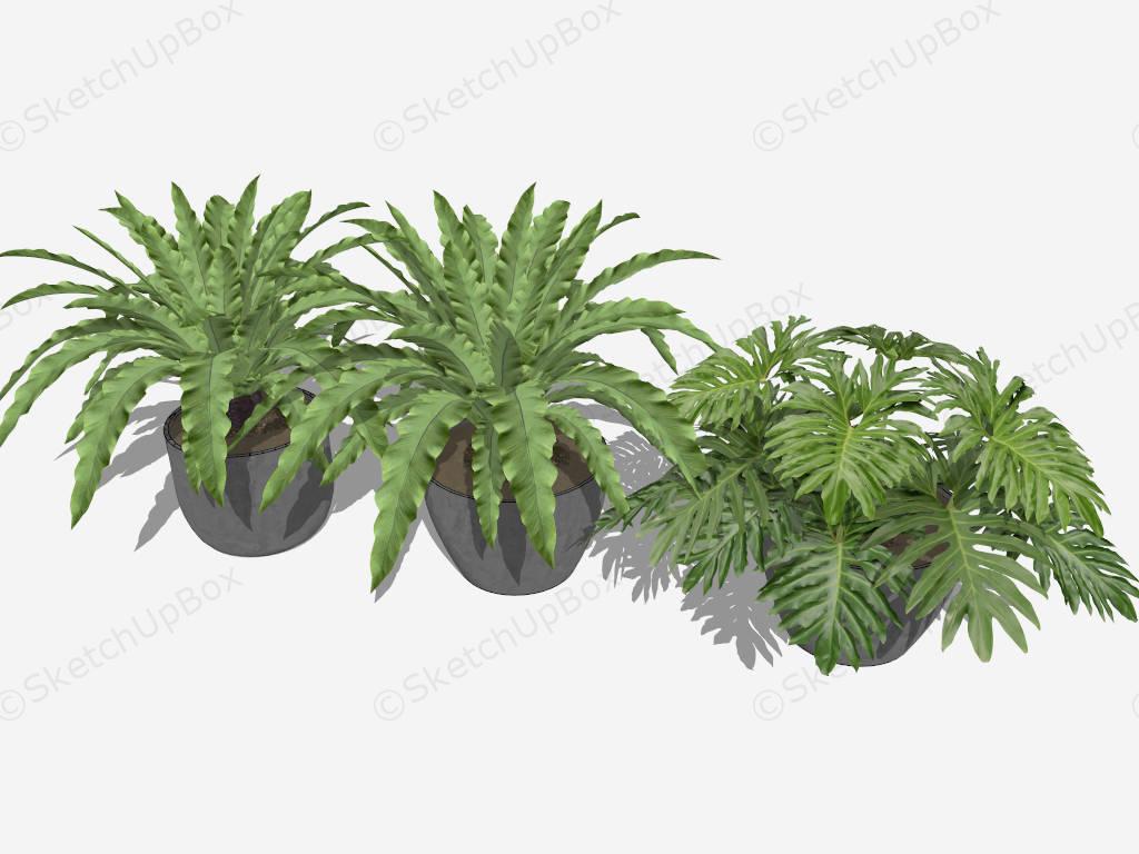 Potted Split Leaf Philodendron And Birds Nest Fern Plant sketchup model preview - SketchupBox