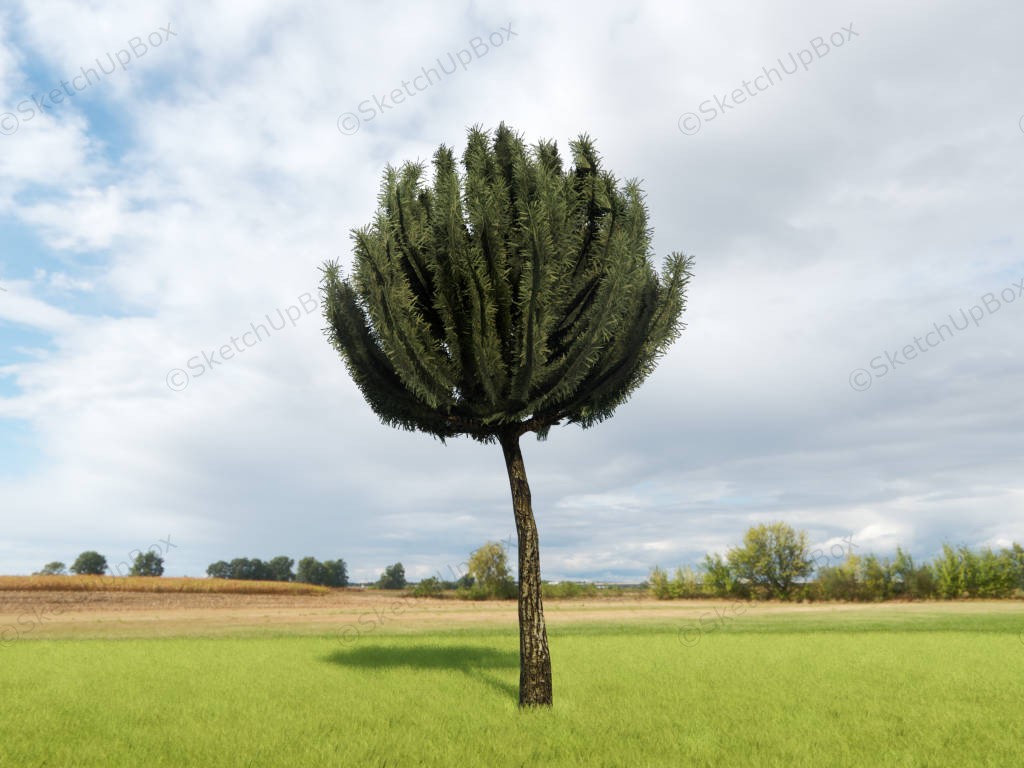 Pinus Mugo Tree sketchup model preview - SketchupBox