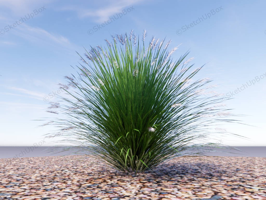 Pennisetum Alopecuroides Fountain Grass sketchup model preview - SketchupBox
