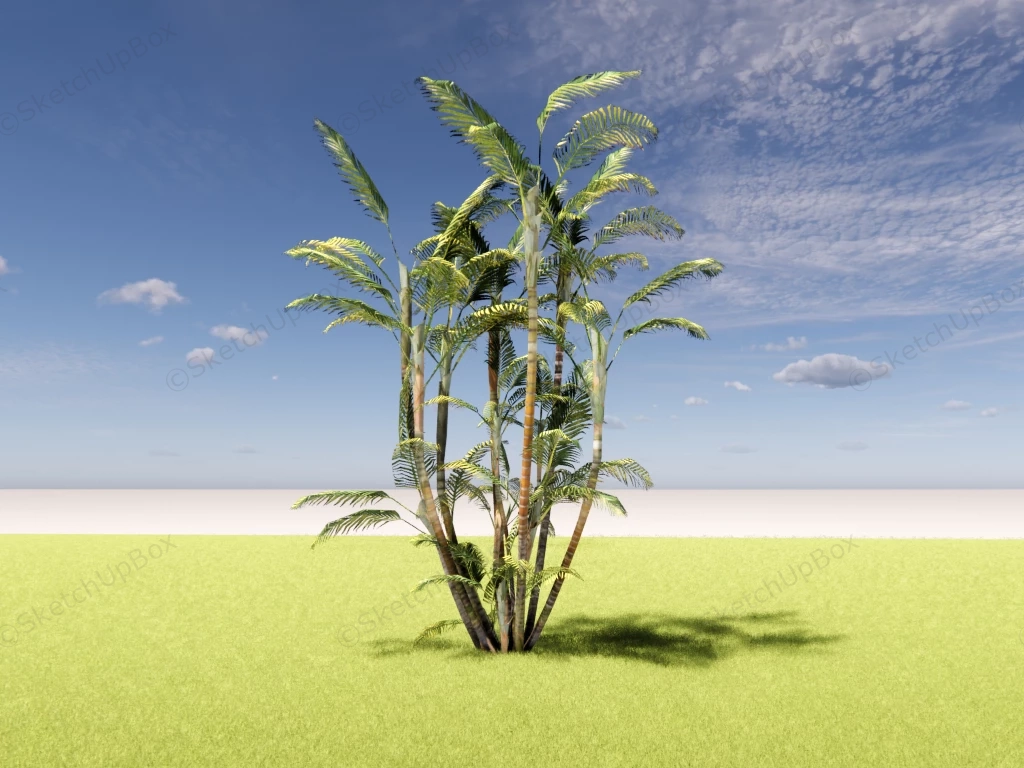 Dypsis Lutescens sketchup model preview - SketchupBox