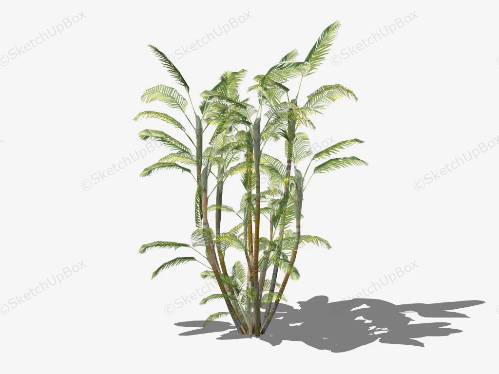 Dypsis Lutescens sketchup model preview - SketchupBox