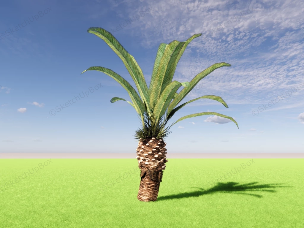 Phoenix Canariensis Palm sketchup model preview - SketchupBox