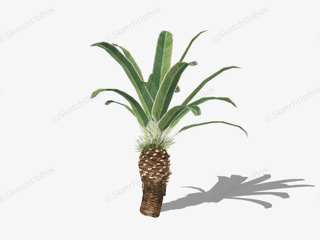 Phoenix Canariensis Palm sketchup model preview - SketchupBox