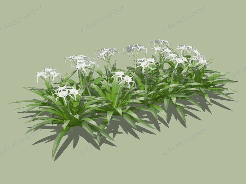 Spider Lily Plant sketchup model preview - SketchupBox