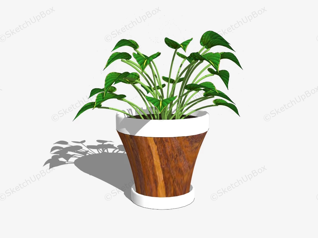 Potted Epipremnum Aureum sketchup model preview - SketchupBox