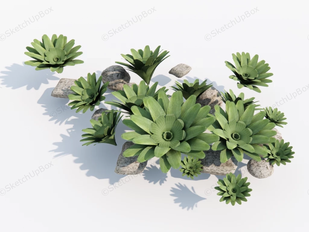 Bromeliad Garden Plant sketchup model preview - SketchupBox