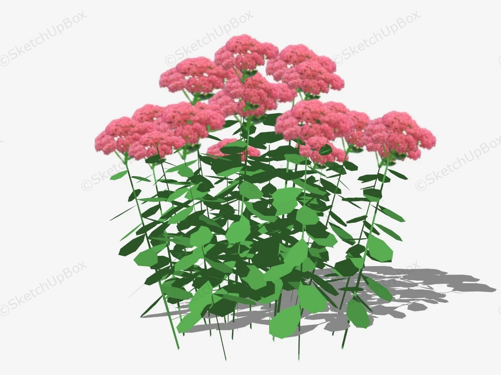 Sedum Spectabile Flower sketchup model preview - SketchupBox