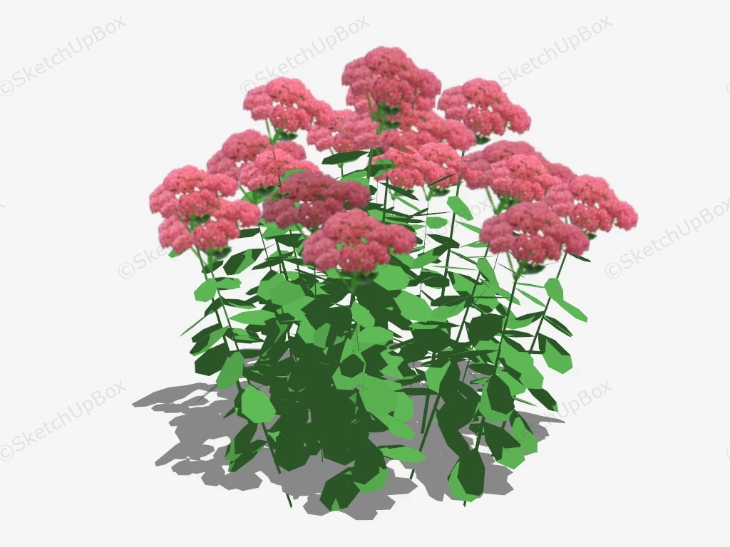 Sedum Spectabile Flower sketchup model preview - SketchupBox