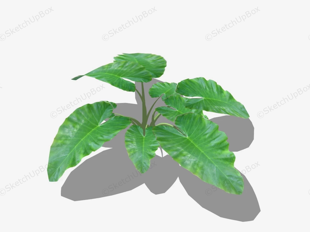 Alocasia Plant sketchup model preview - SketchupBox