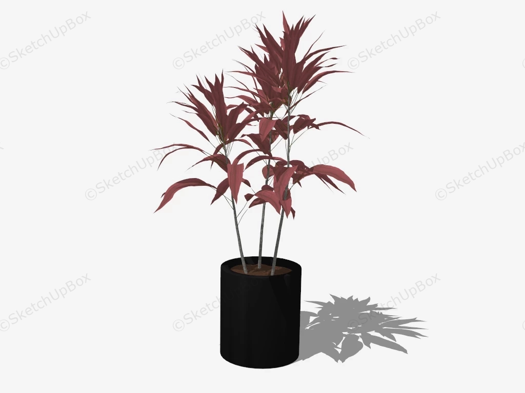 Potted Red Cordyline Fruticosa sketchup model preview - SketchupBox