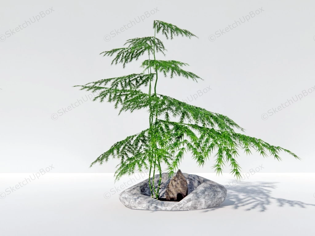 Asparagus Fern Bonsai sketchup model preview - SketchupBox