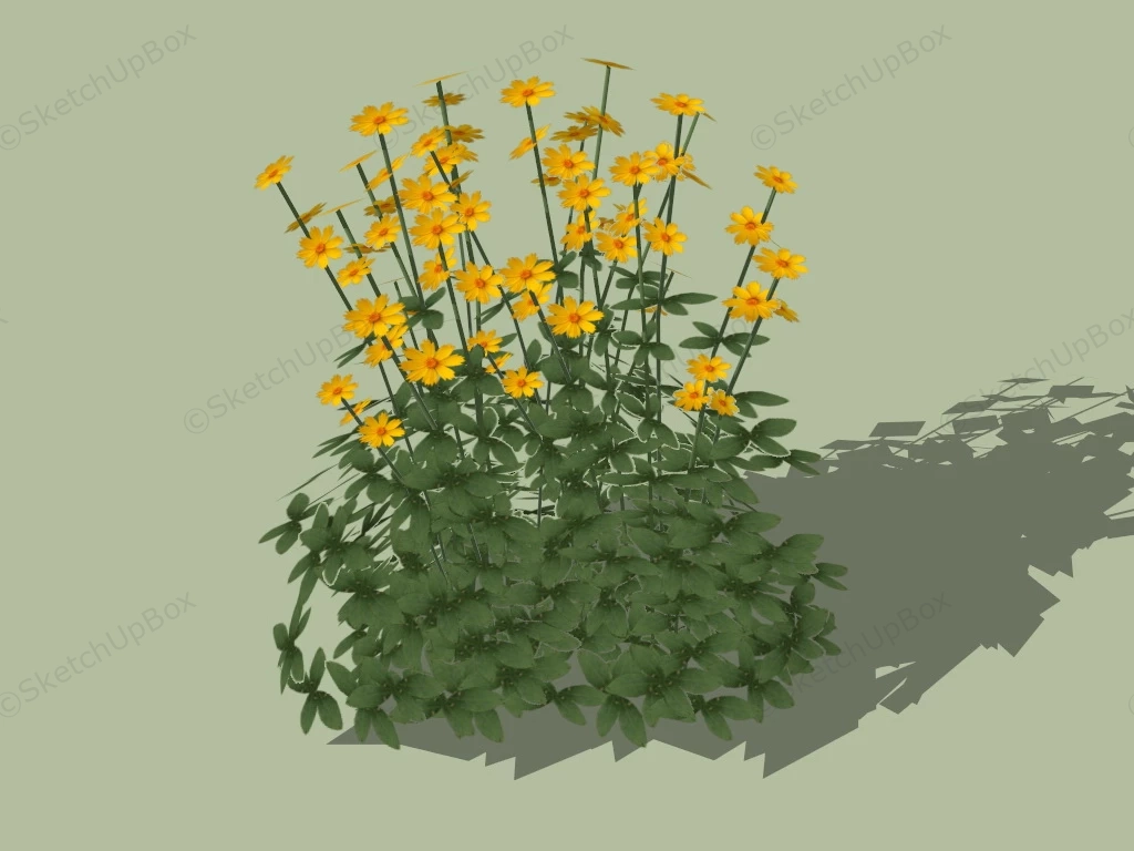 Coreopsis Pubescens sketchup model preview - SketchupBox