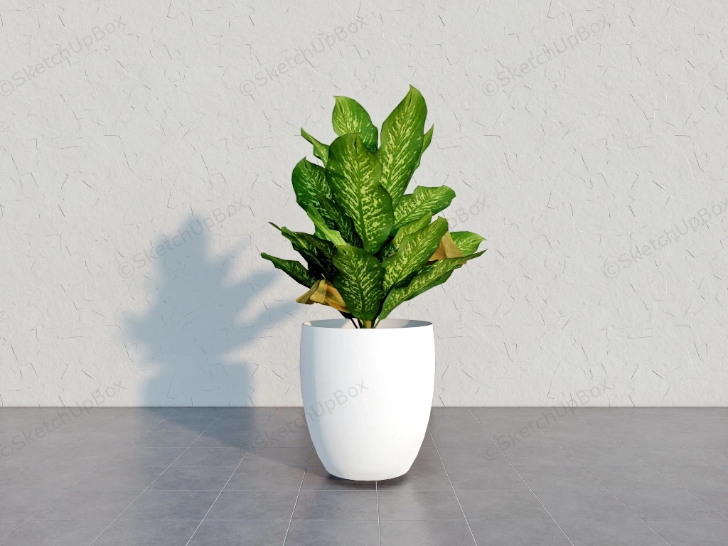 Homalomena Wallisii Plant sketchup model preview - SketchupBox