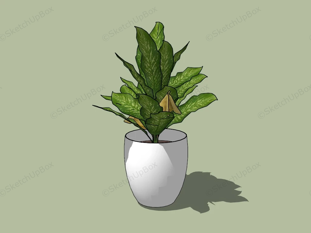 Homalomena Wallisii Plant sketchup model preview - SketchupBox