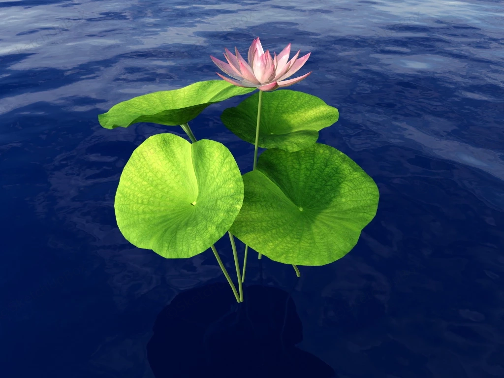 Water Lotus Plant sketchup model preview - SketchupBox