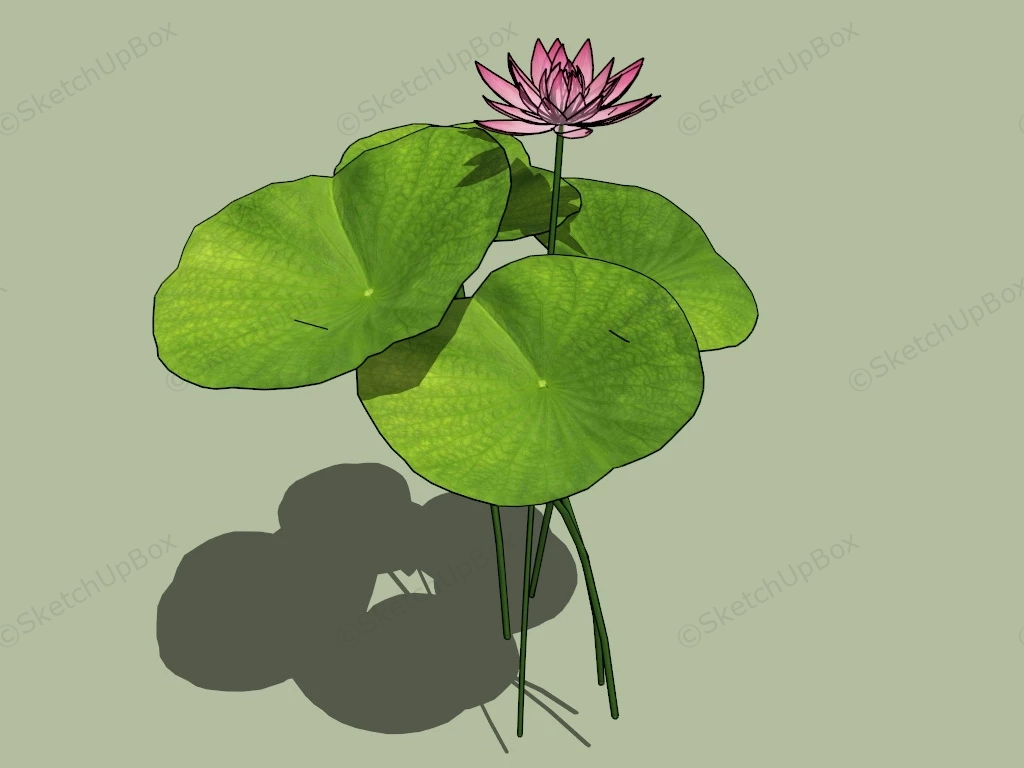 Water Lotus Plant sketchup model preview - SketchupBox