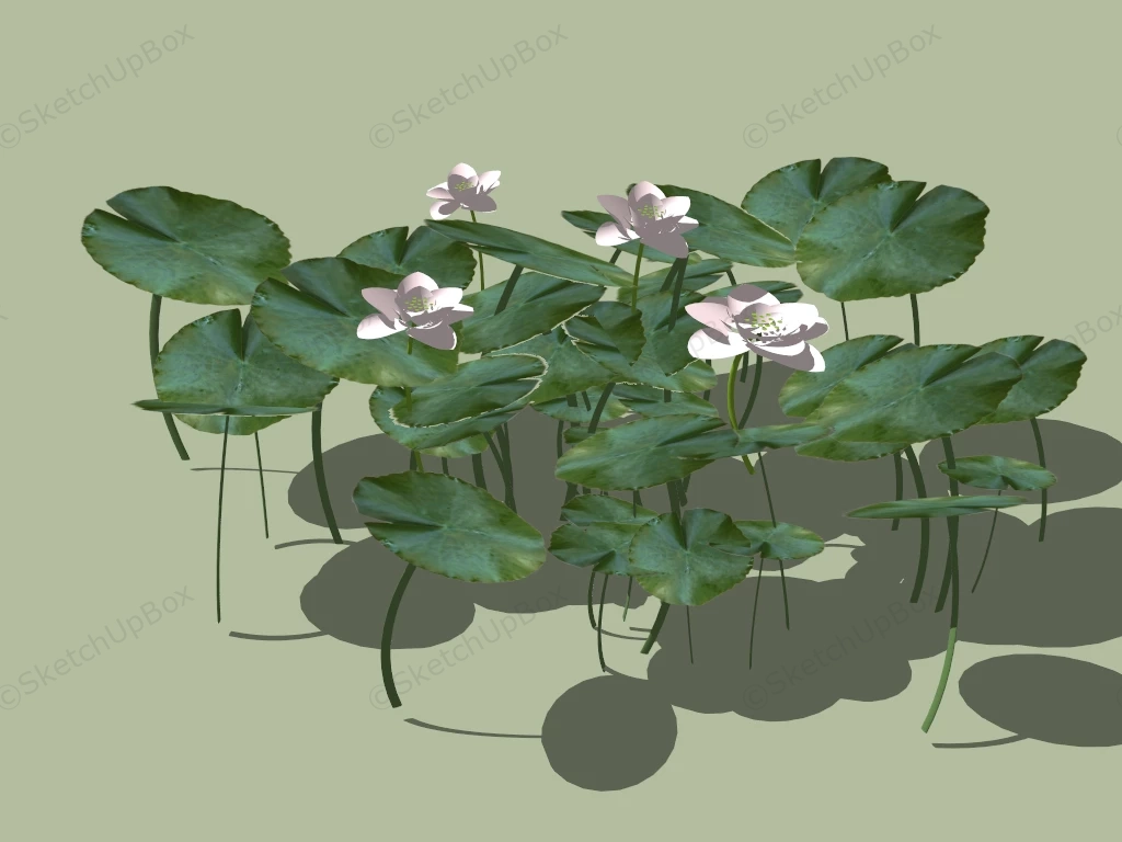 Pink Pond Water Lily Plant sketchup model preview - SketchupBox