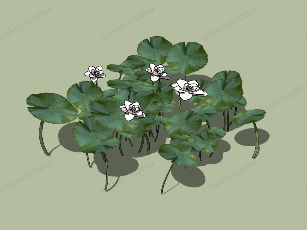 Pink Pond Water Lily Plant sketchup model preview - SketchupBox