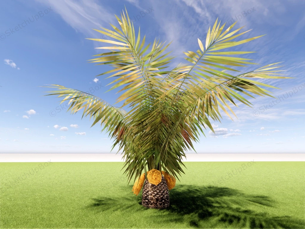 Dwarf Date Palm Tree sketchup model preview - SketchupBox