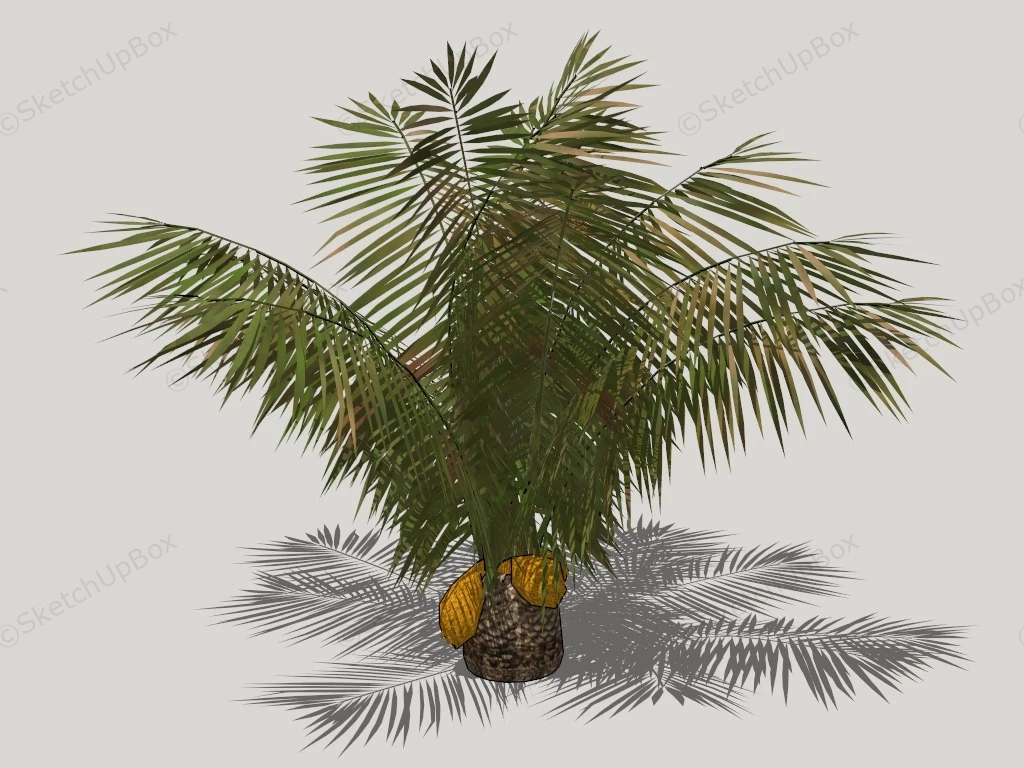 Dwarf Date Palm Tree sketchup model preview - SketchupBox