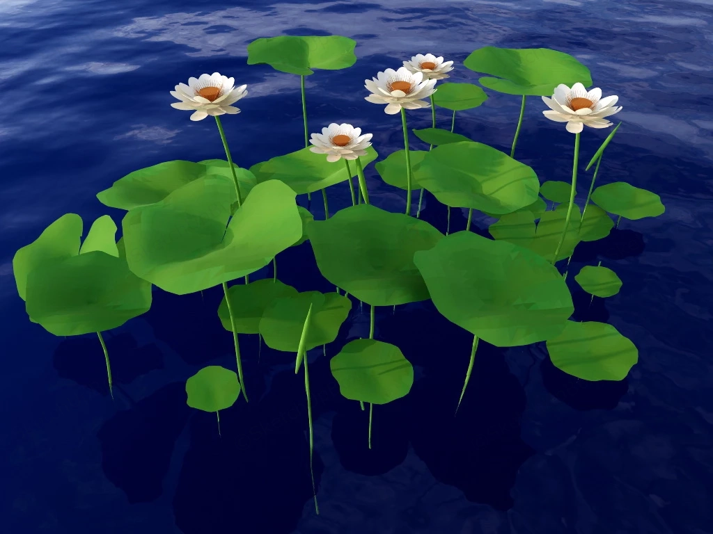 White Water Lily Pond Plant sketchup model preview - SketchupBox