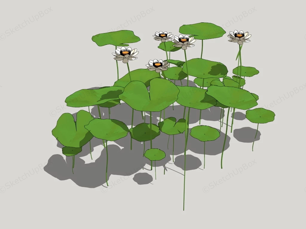 White Water Lily Pond Plant sketchup model preview - SketchupBox