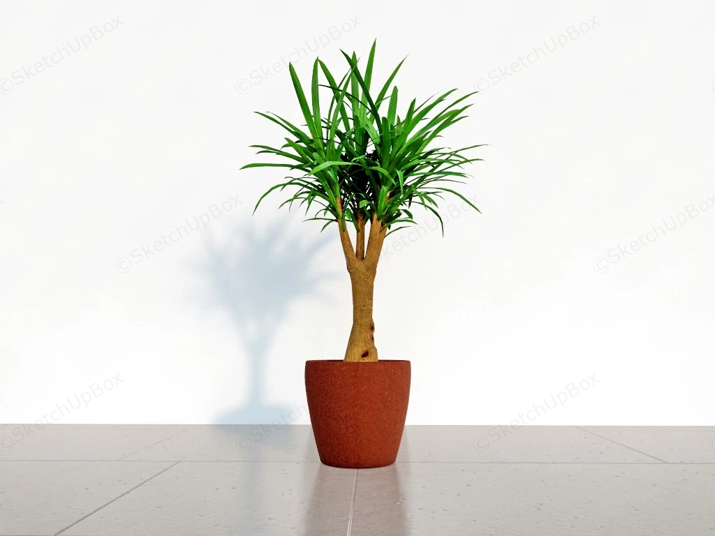 Dragon Tree House Plant sketchup model preview - SketchupBox