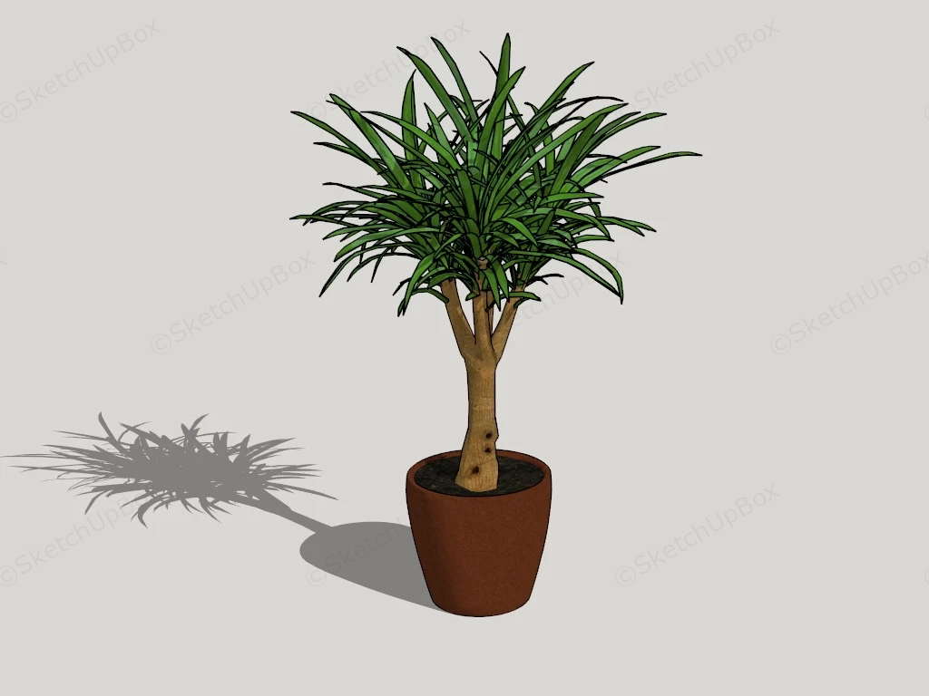 Dragon Tree House Plant sketchup model preview - SketchupBox