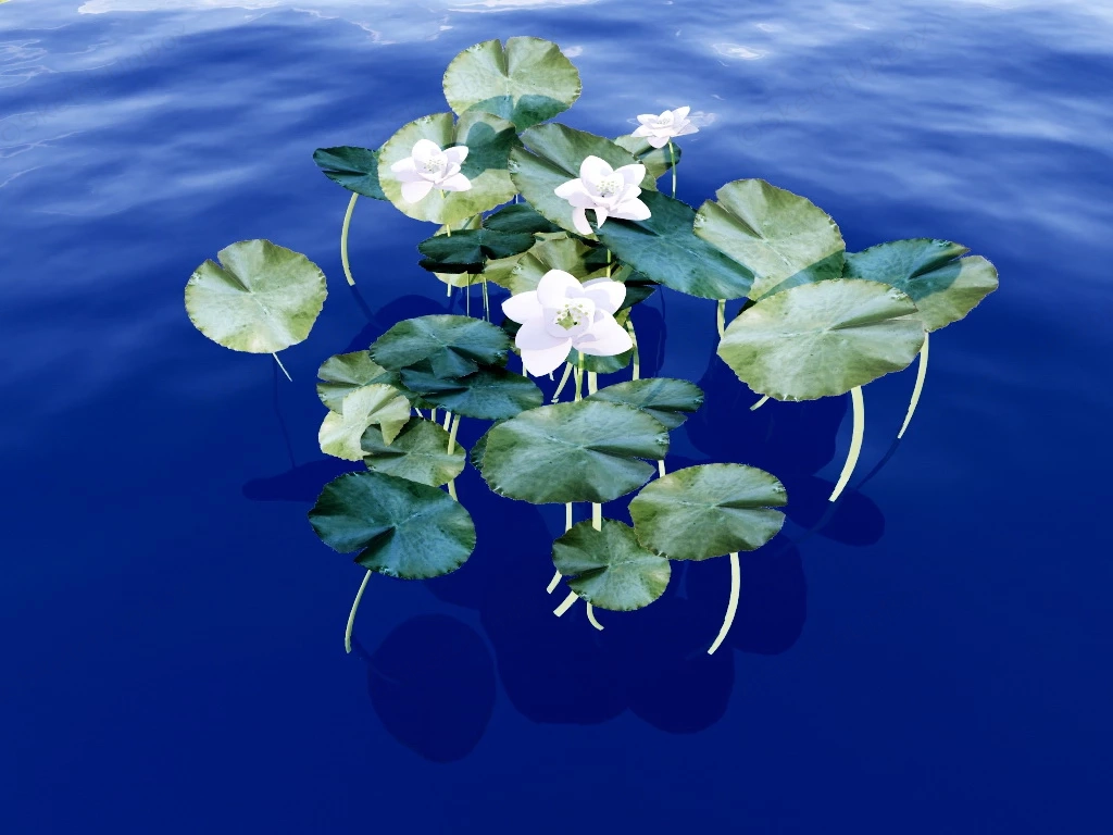 White Water Lily Flower Plant sketchup model preview - SketchupBox