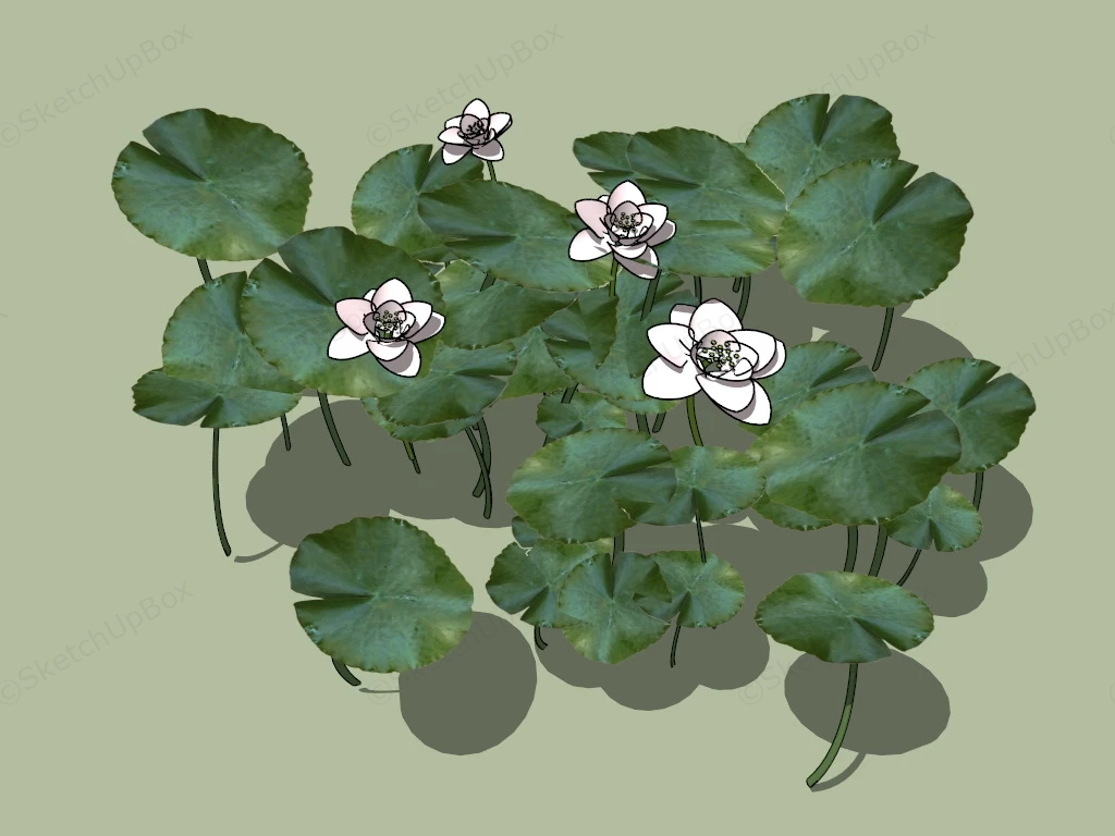 White Water Lily Flower Plant sketchup model preview - SketchupBox