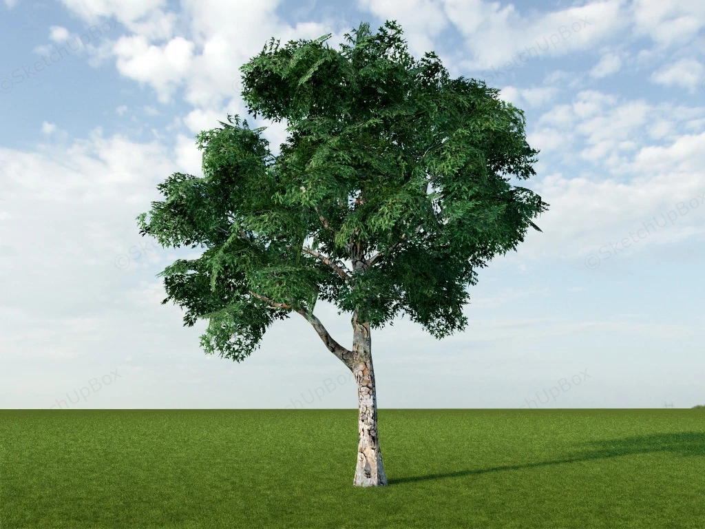 Oriental Plane Tree sketchup model preview - SketchupBox